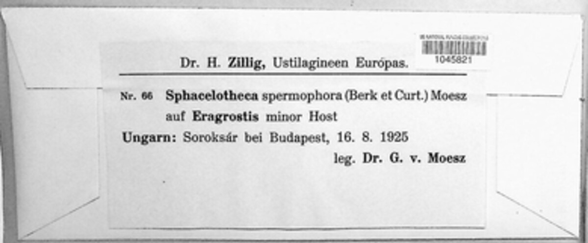 Macalpinomyces spermophorus image